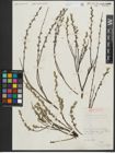 Foto von Salix repens subsp. rosmarinifolia (L.) Andersson